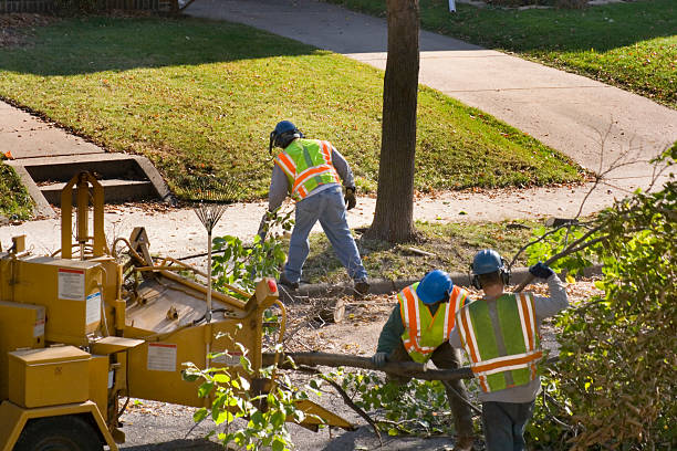 Best Tree Risk Assessment  in Lakeshire, MO